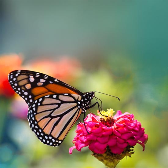 A butterfly perched on a single flower with a very blurred background.