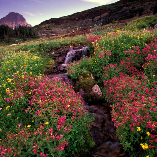 In Loving Memory. Flower field in mountains.